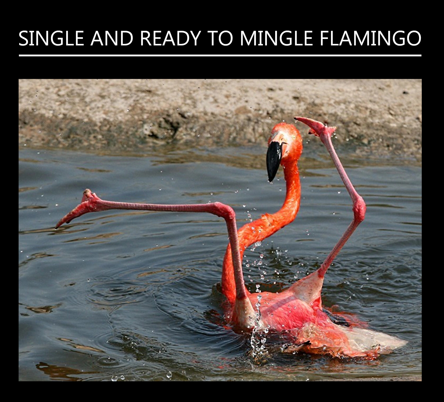 Фламинго купается сама элегантность