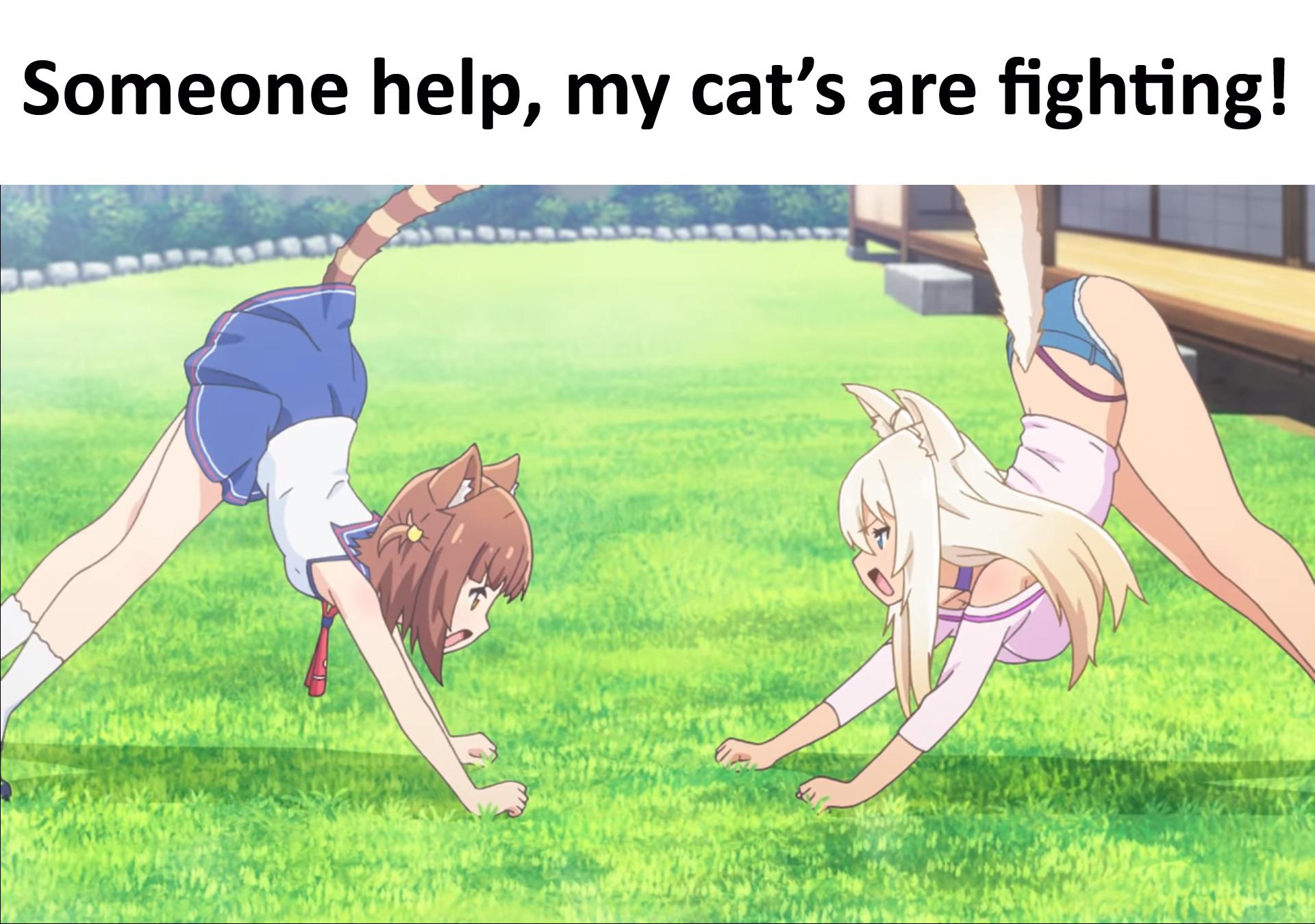 Cat chubby fighting girl