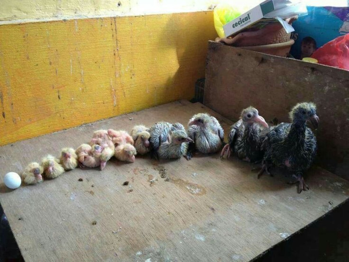Новорождённые птенцы голубей
