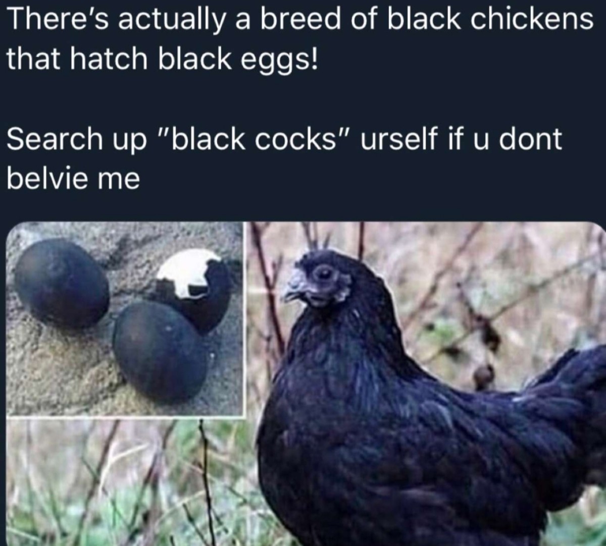 Cuckold Breeding