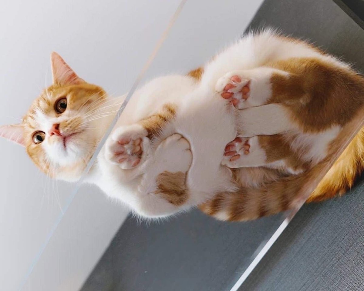 Коты на стекле
