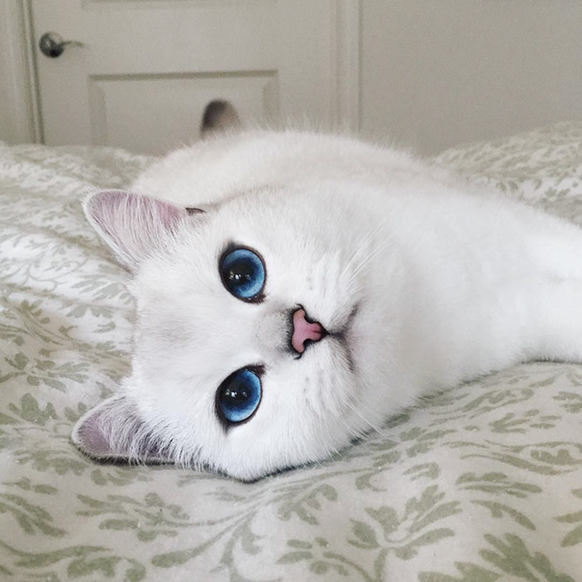 Коты с красивыми глазами фото