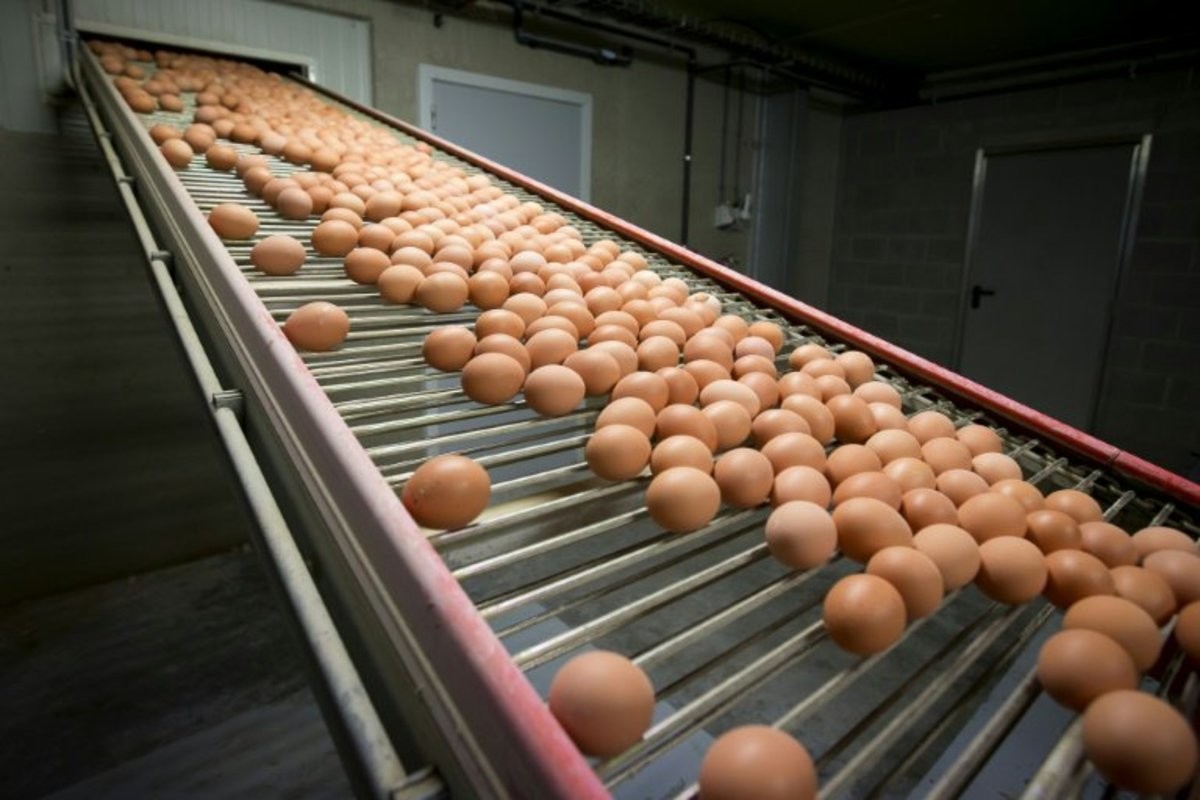 Производство яиц