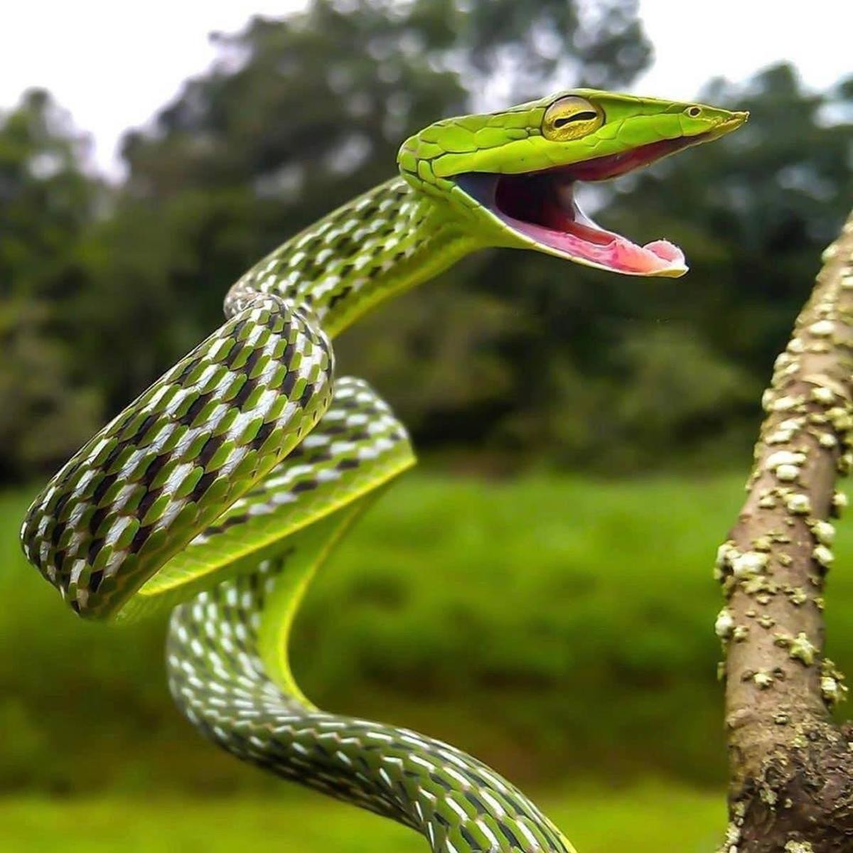 добрая змея фото