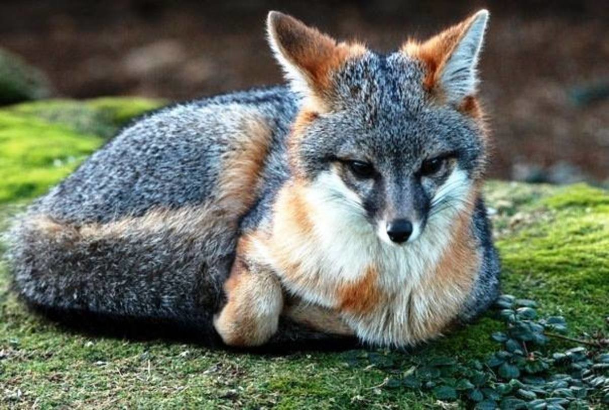 Grey fox