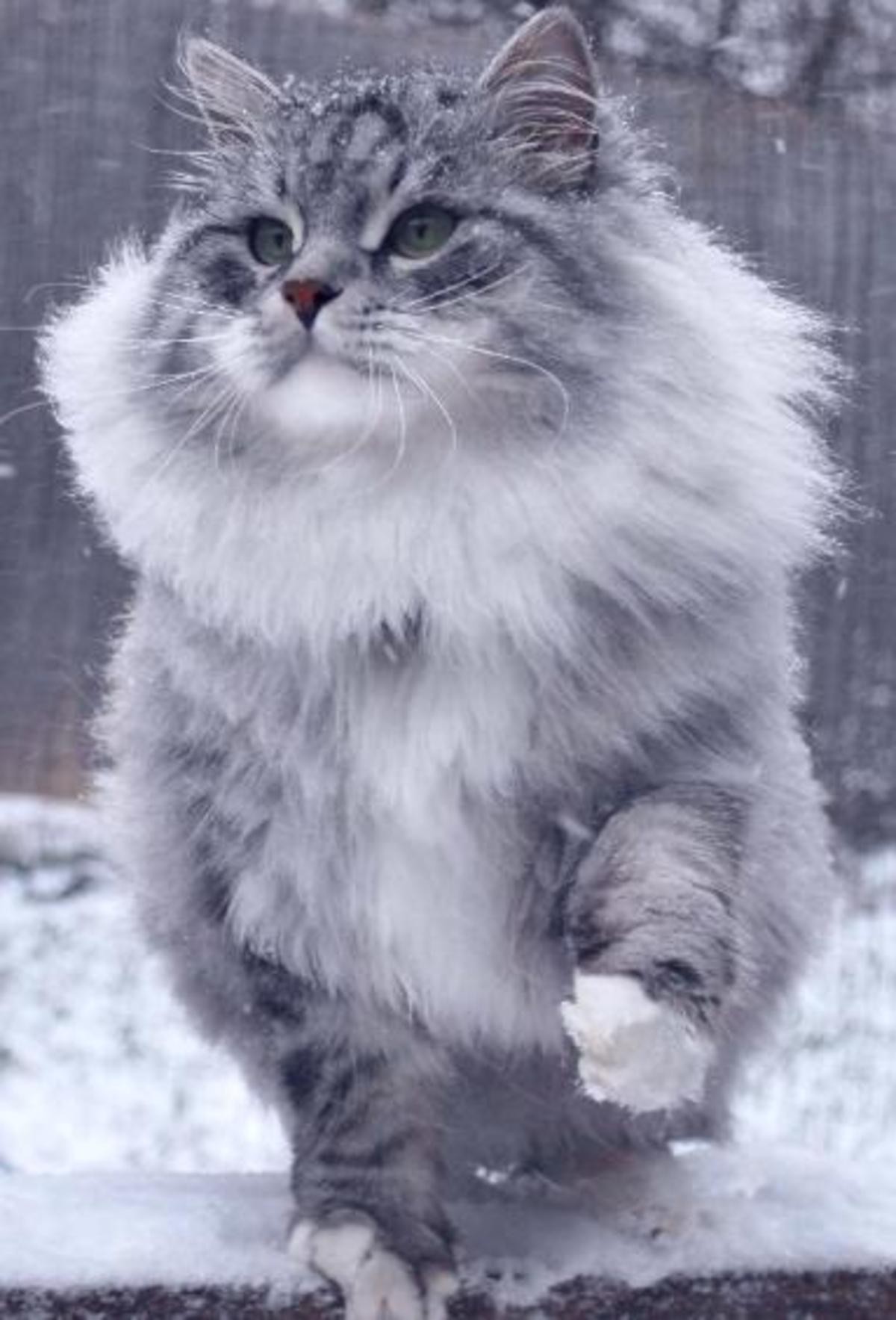 Сибирская пуховая кошка
