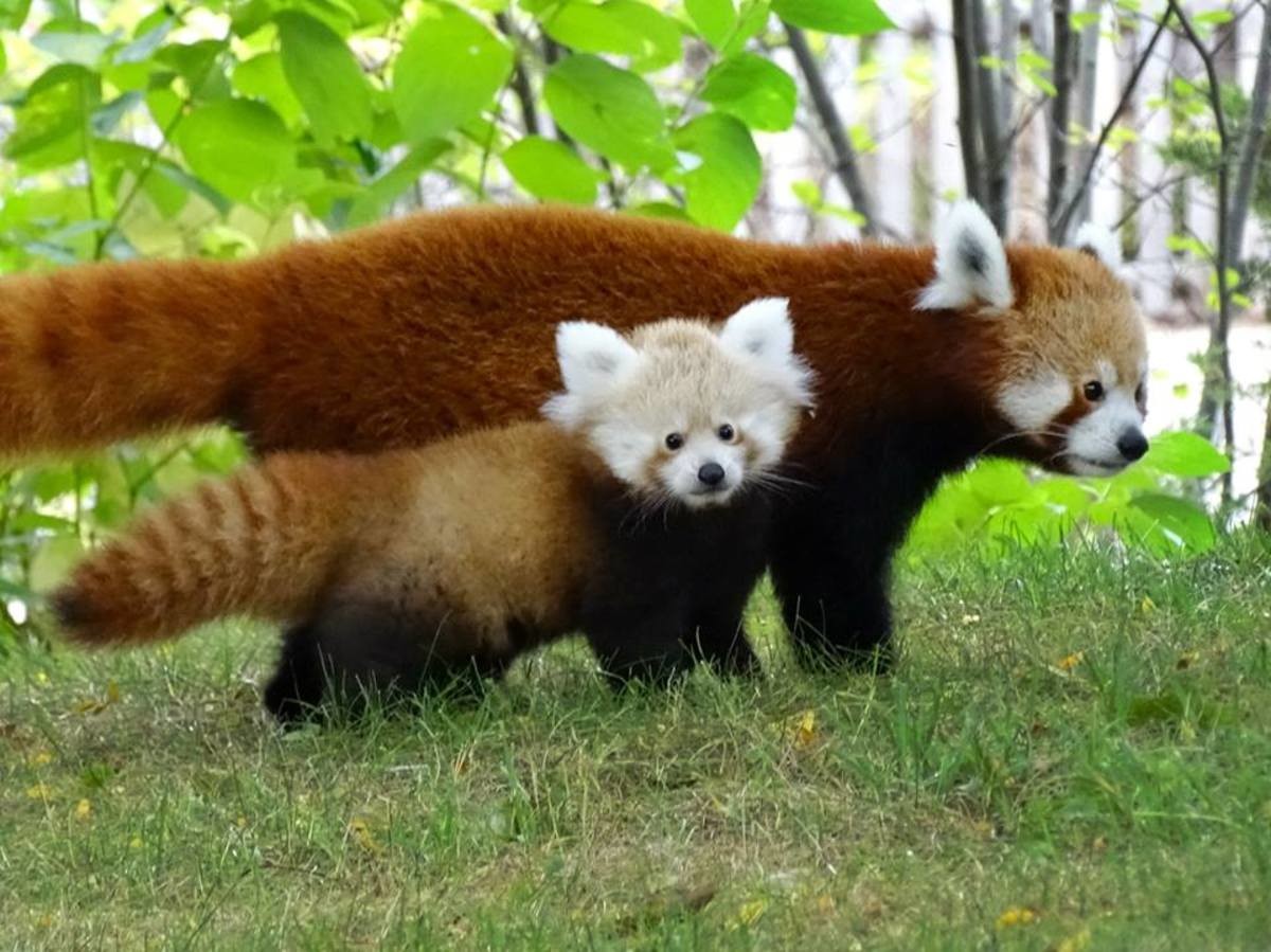 Малая красная Панда с детенышем