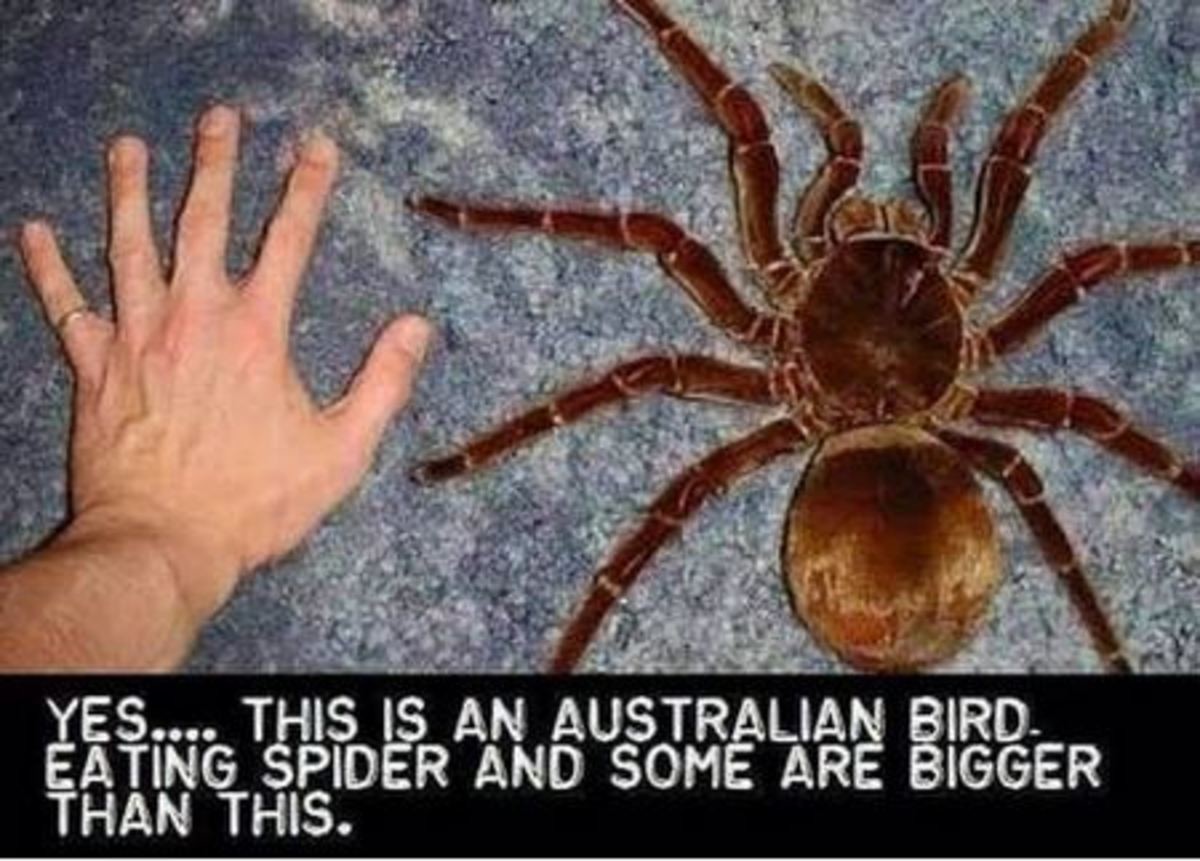 Cuanto mide la araña mas grande del mundo