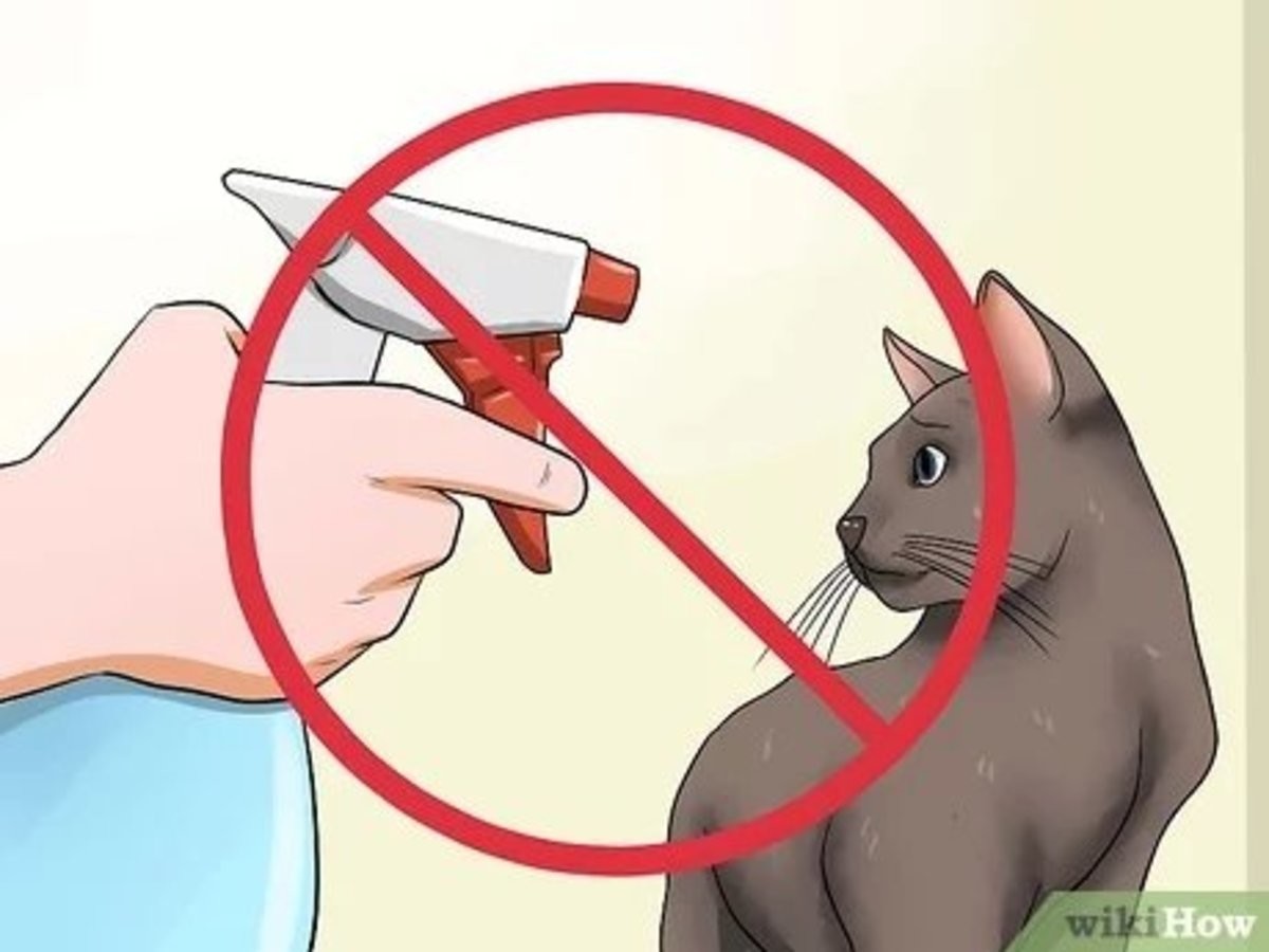 Как успокоить котенка