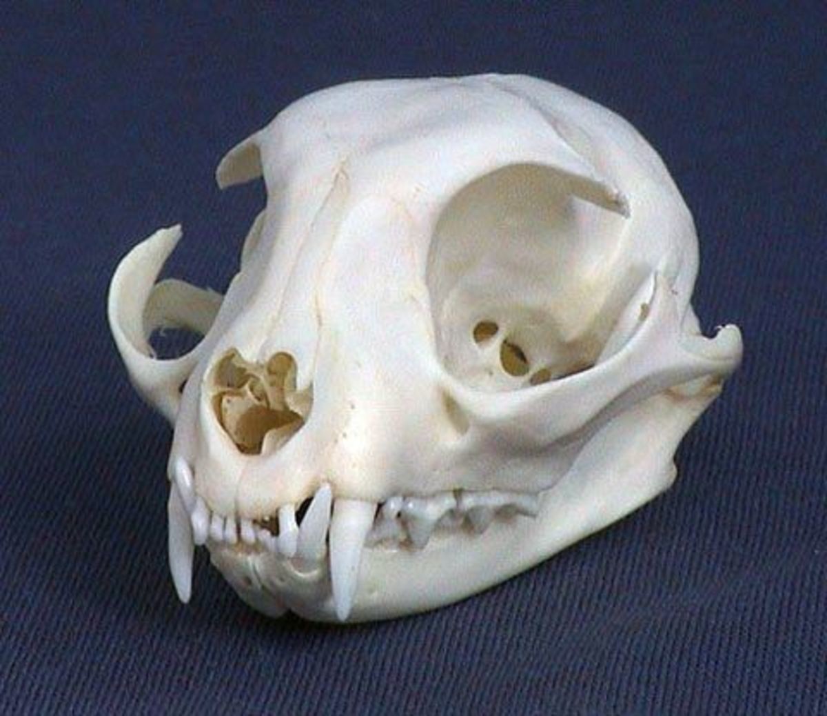 Кошачий череп