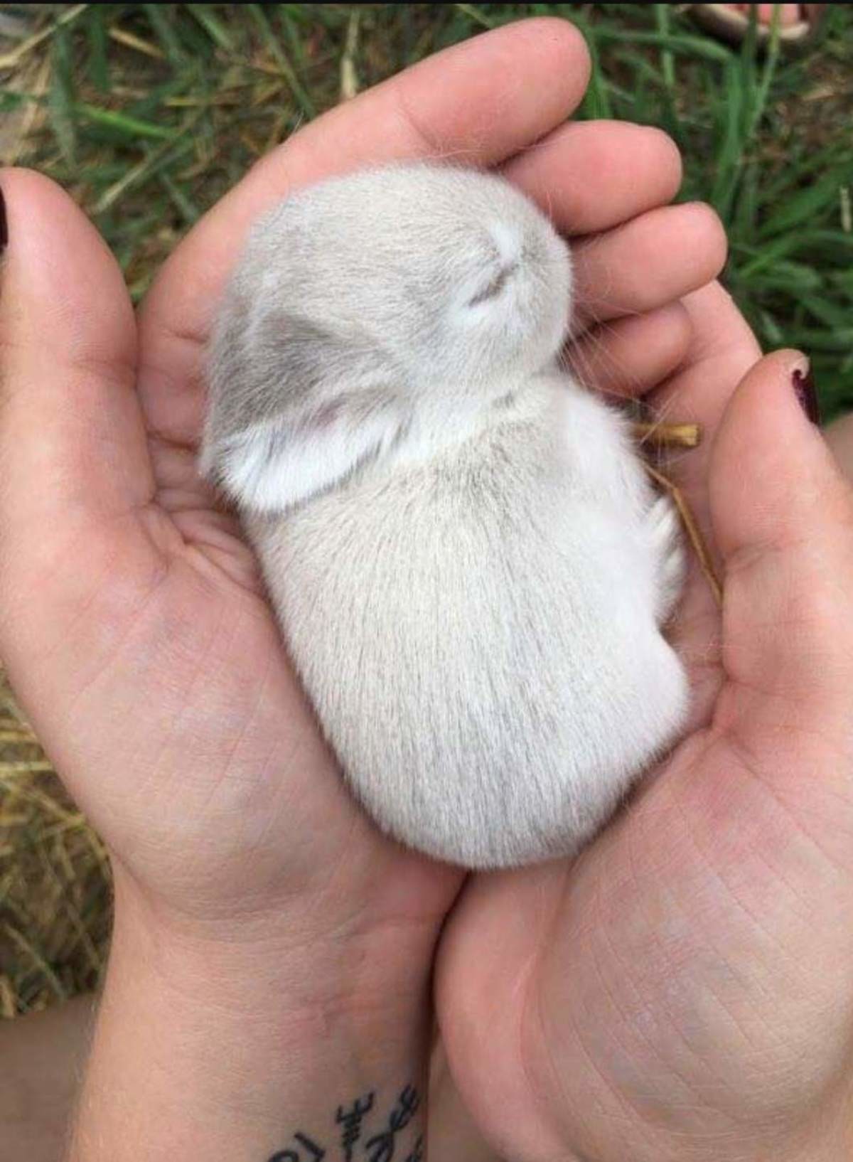 Маленькие крольчата фото