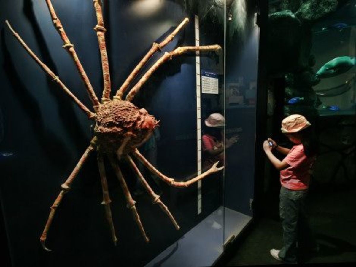 краб паук гигантский фото реальные