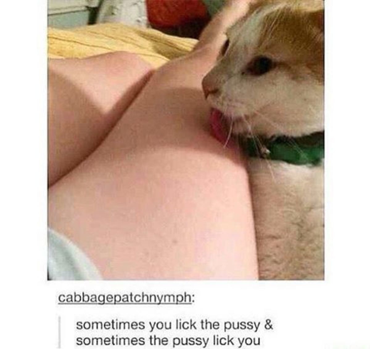Cat ass licking meme