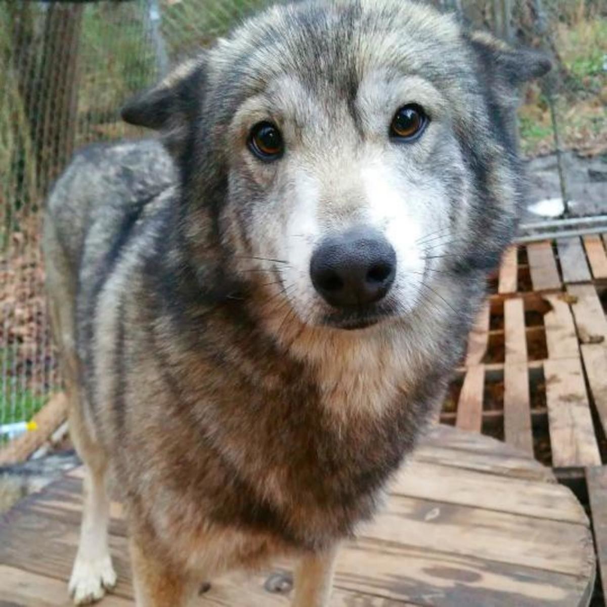 Серенький волчок фото