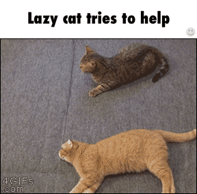 Ripped's Hall of Temporary Men Cat+gifs_23c12b_6485271