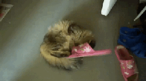 cat in a flip flop