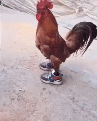 So Fj Why Did The Chicken Cross The Road