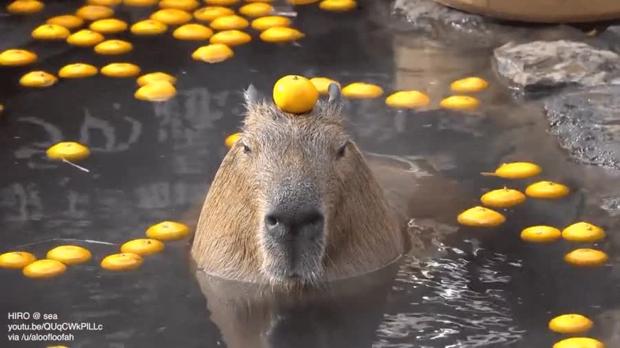 Capybara Chilling With Oranges