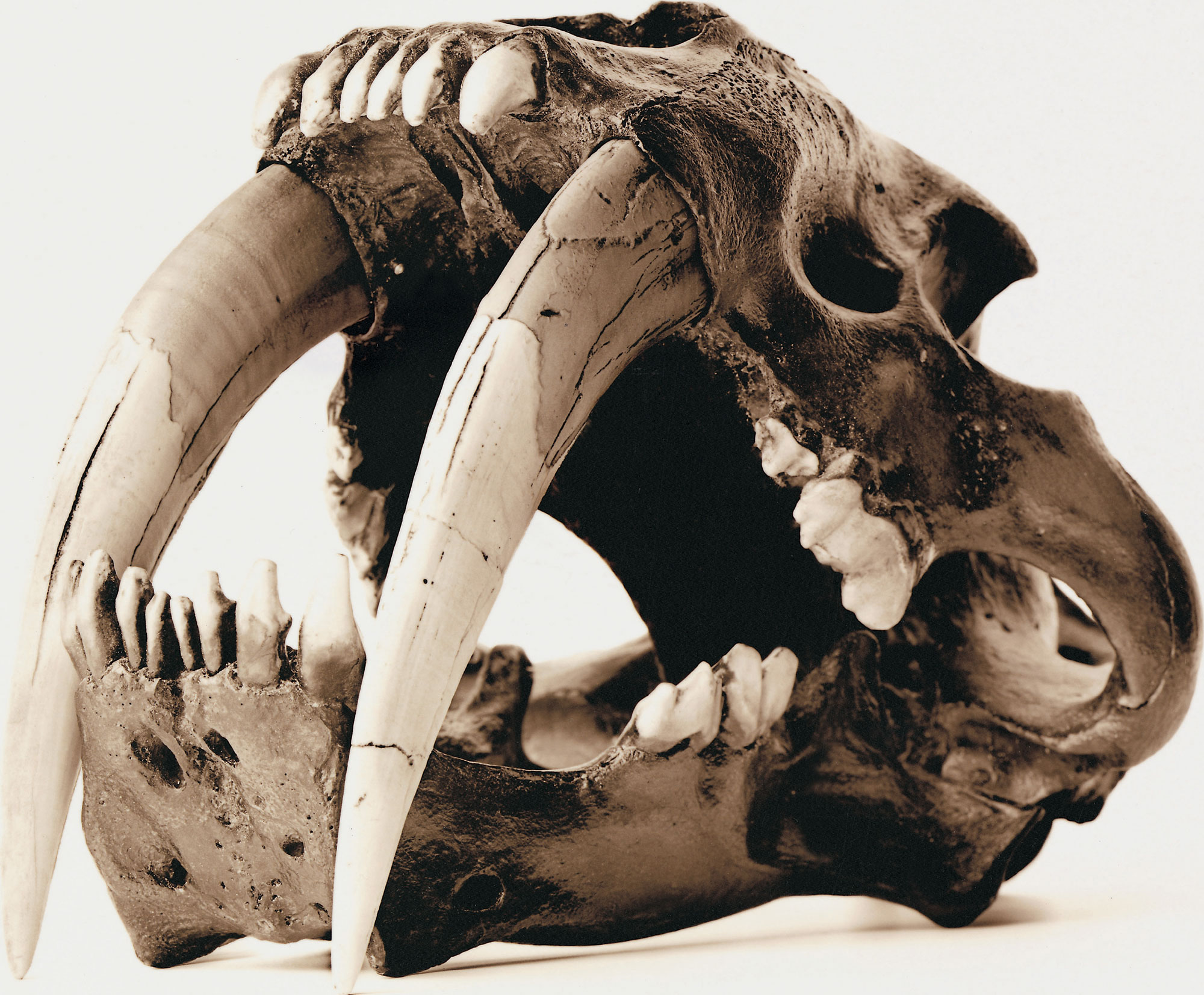 Удивительные черепа животных