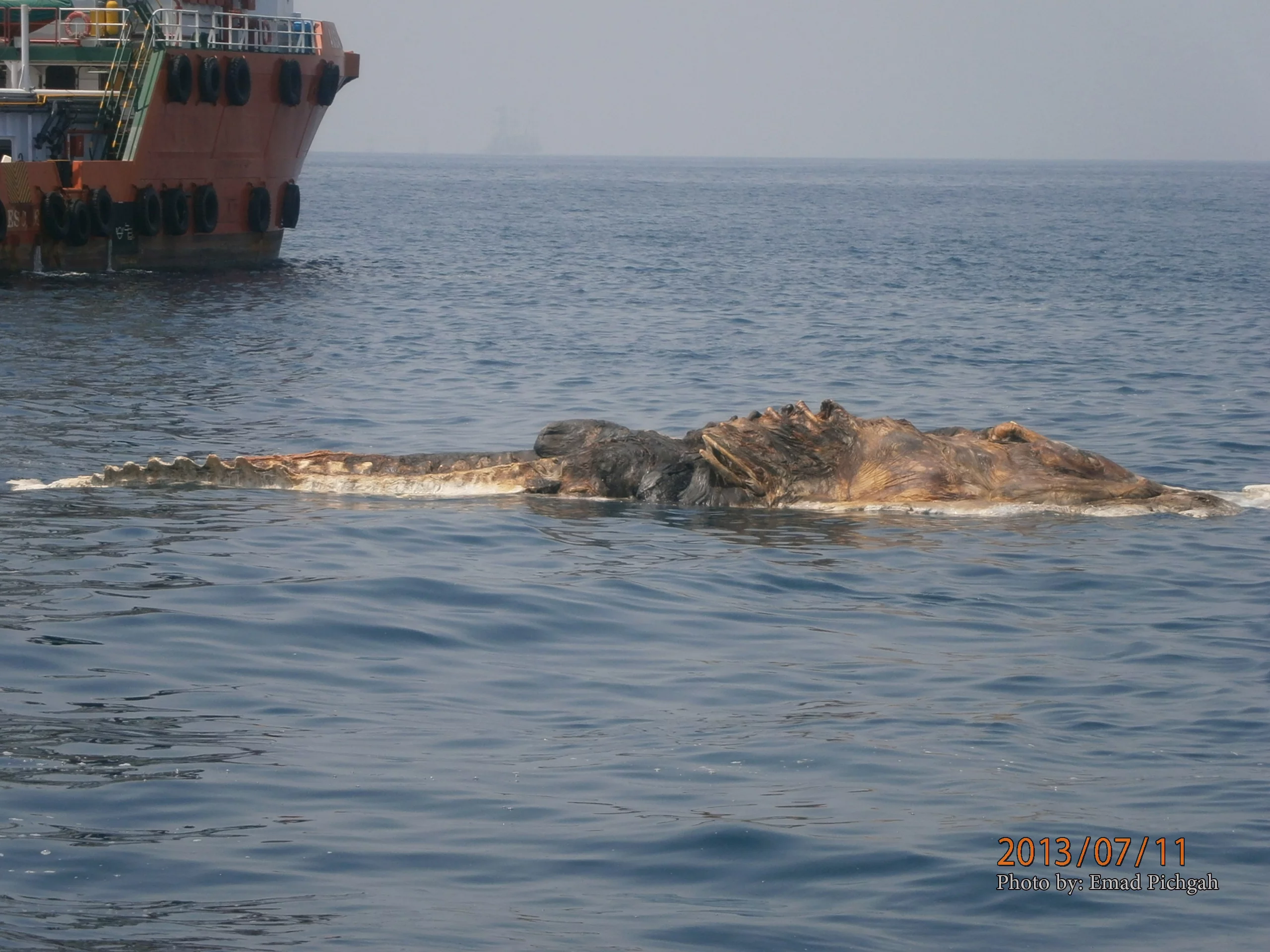 Неведомые моря. Неизвестные морские чудовища. Чудовище Каспийского моря. Морское чудовище в персидском заливе.