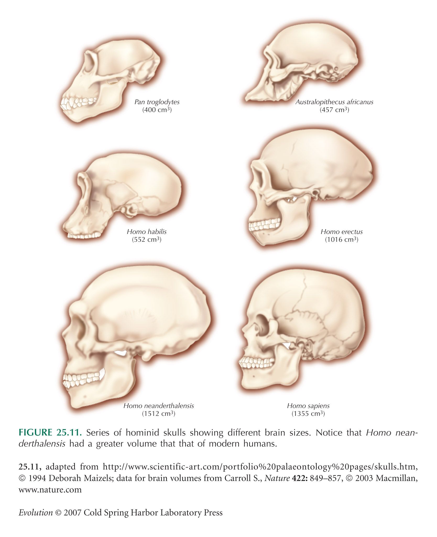 Homo capensis. Форма черепа австралопитека. Череп вид сбоку. Эволюция черепа человека. Типы черепов сбоку.