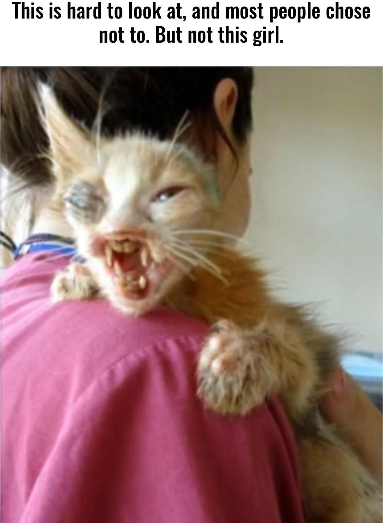 фото самой страшной кошки в мире