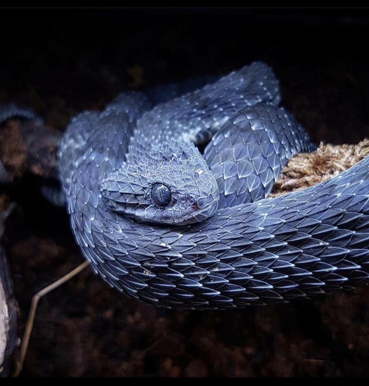 Древесная гадюка. АТЕРИС сквамигера. Кустарниковая гадюка (Atheris. Колючая кустарниковая гадюка. Древесная Африканская гадюка.