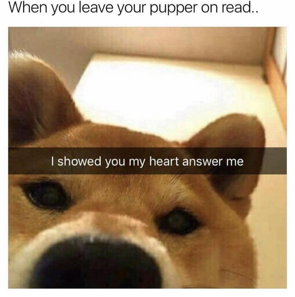 I showed you my dick answer me dog