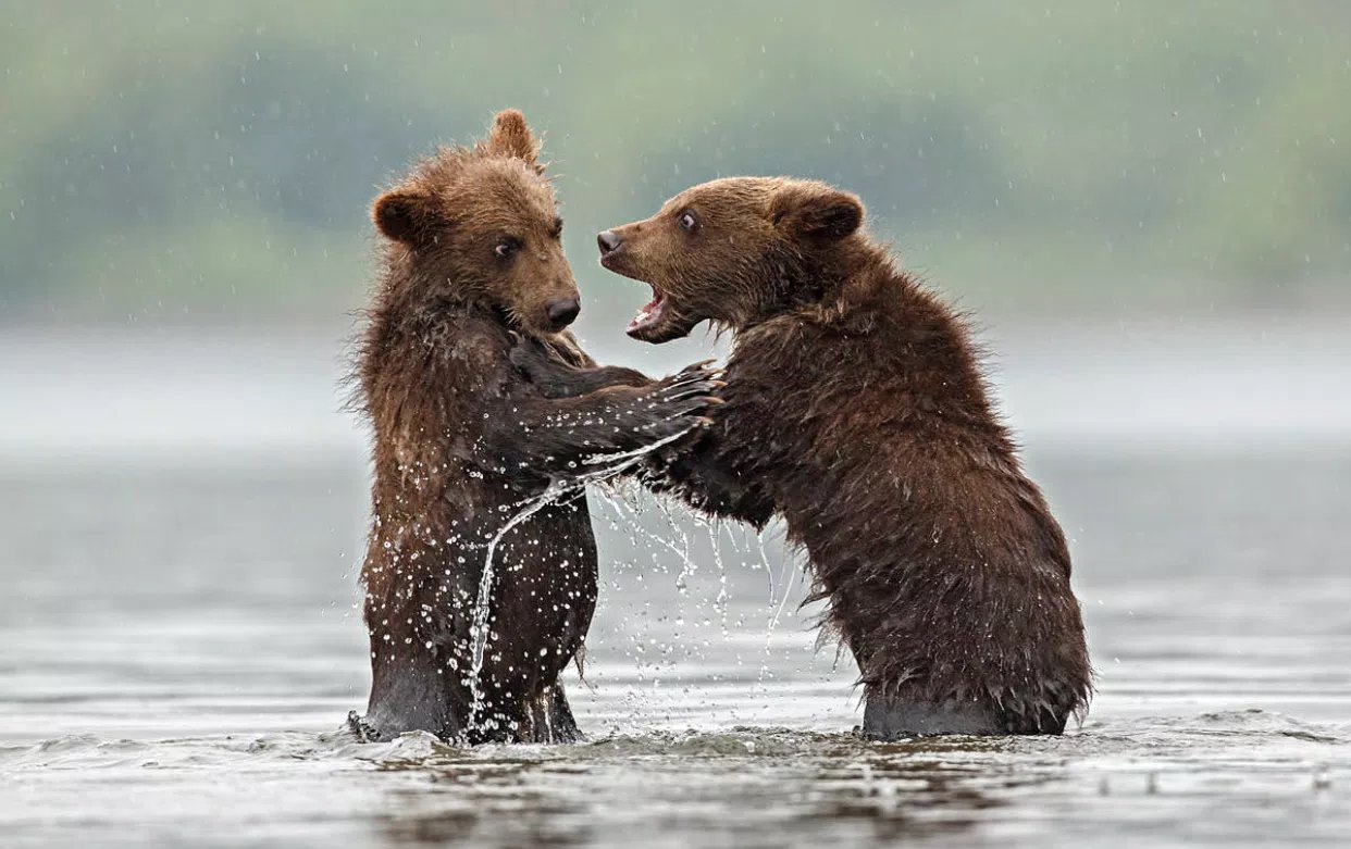 Почему 2 медведя. Два медвежонка. Смешной медведь. Фотоохота на бурых медведей. 2 Медведя.