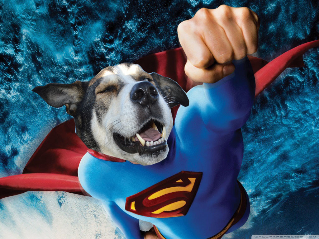 Superman Dog