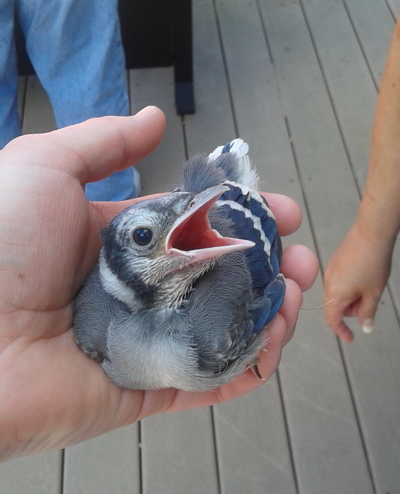 Baby Blue Jay