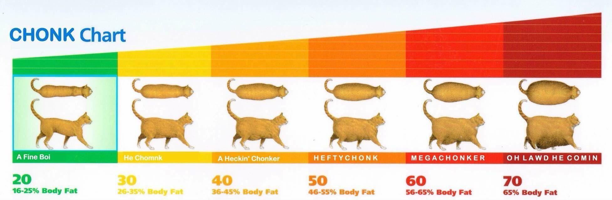 chonk