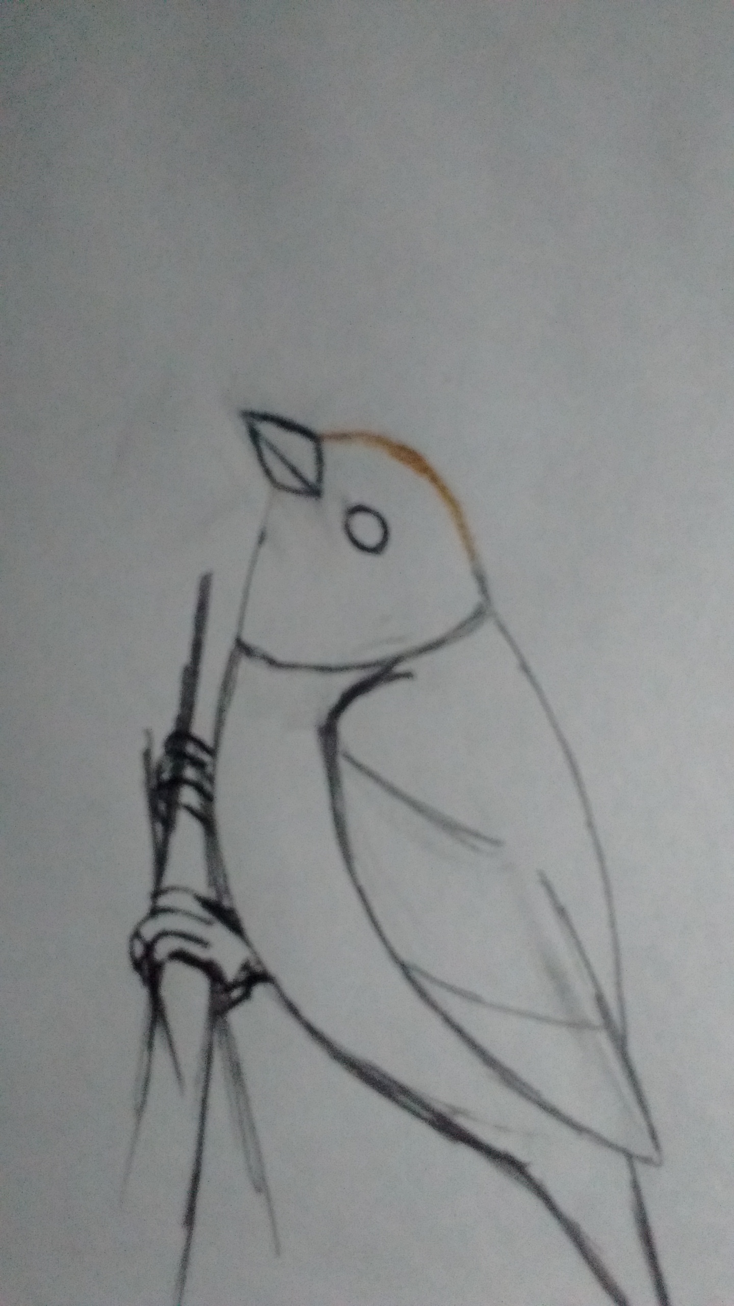 How I draw bird