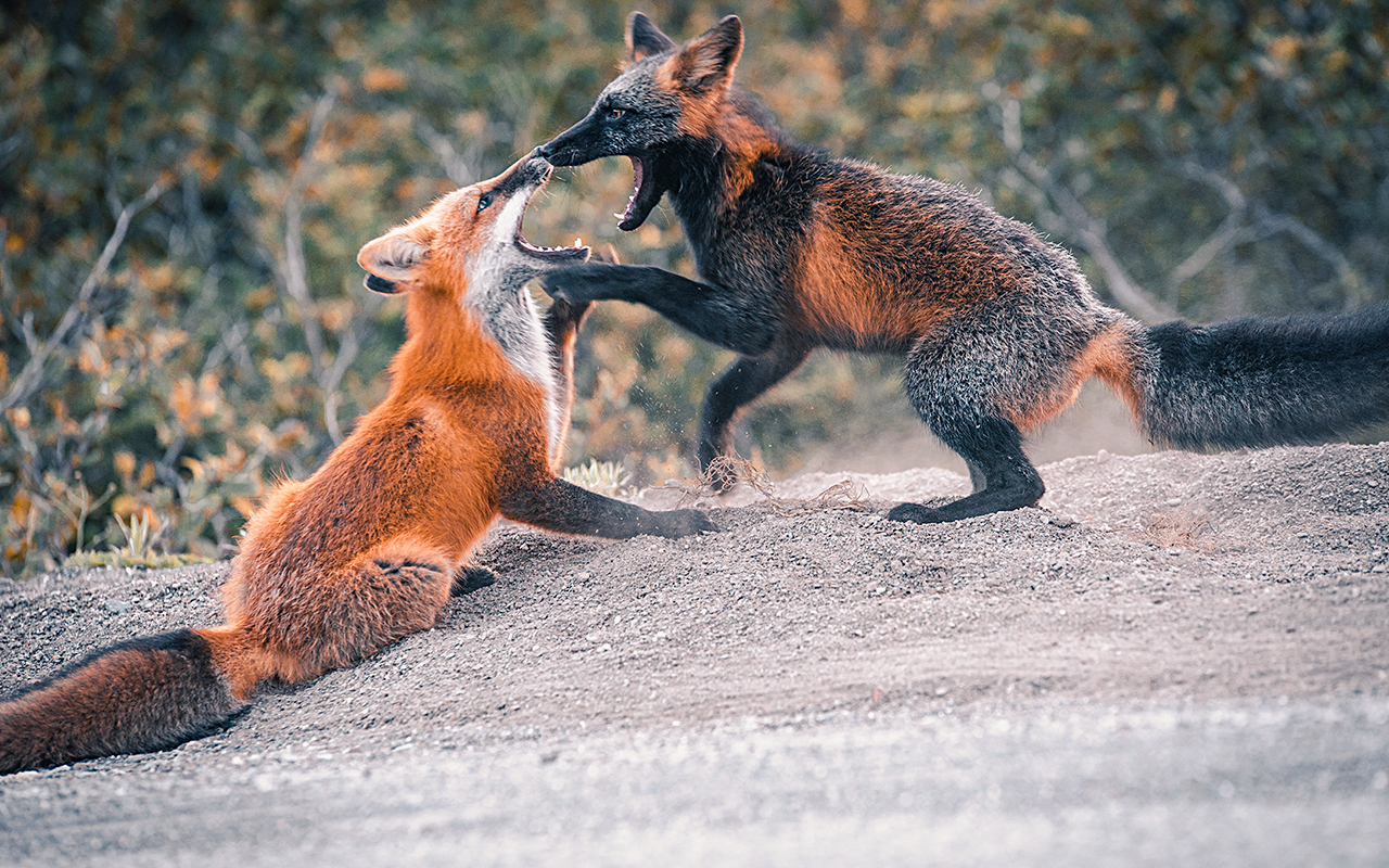 Wet foxes. Кросс Фокс Лис. Лиса с меланизмом. Лисы играются. Cross Fox лиса.