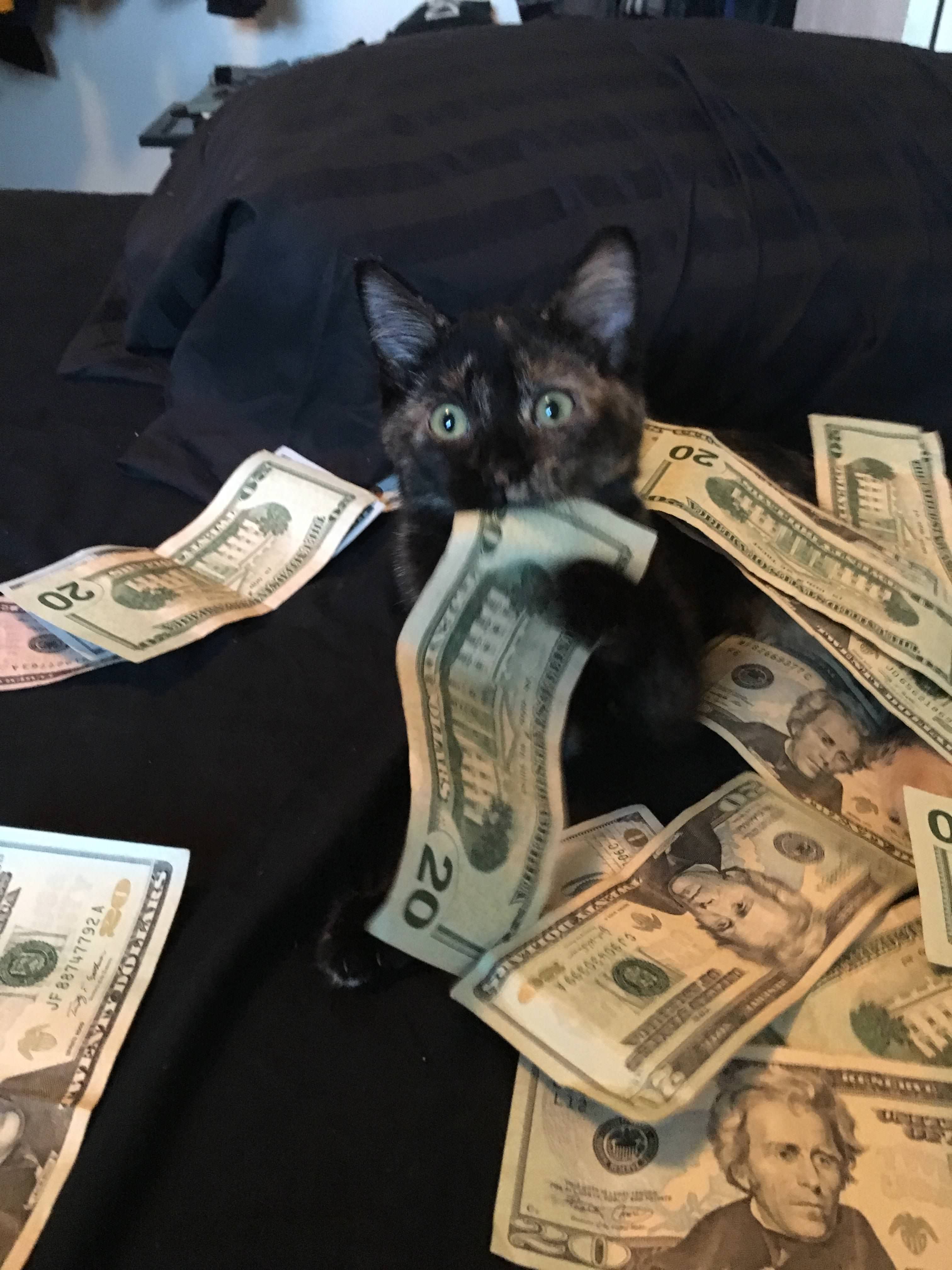 the money cat