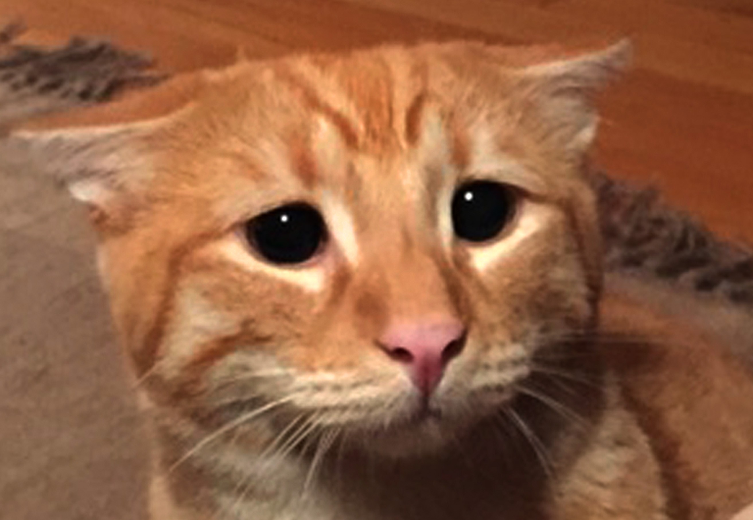 Видео сама просит. Рыжий кот плачет. Жалобный котик. Кот с жалостными глазами. Кот с жалостливыми глазами.