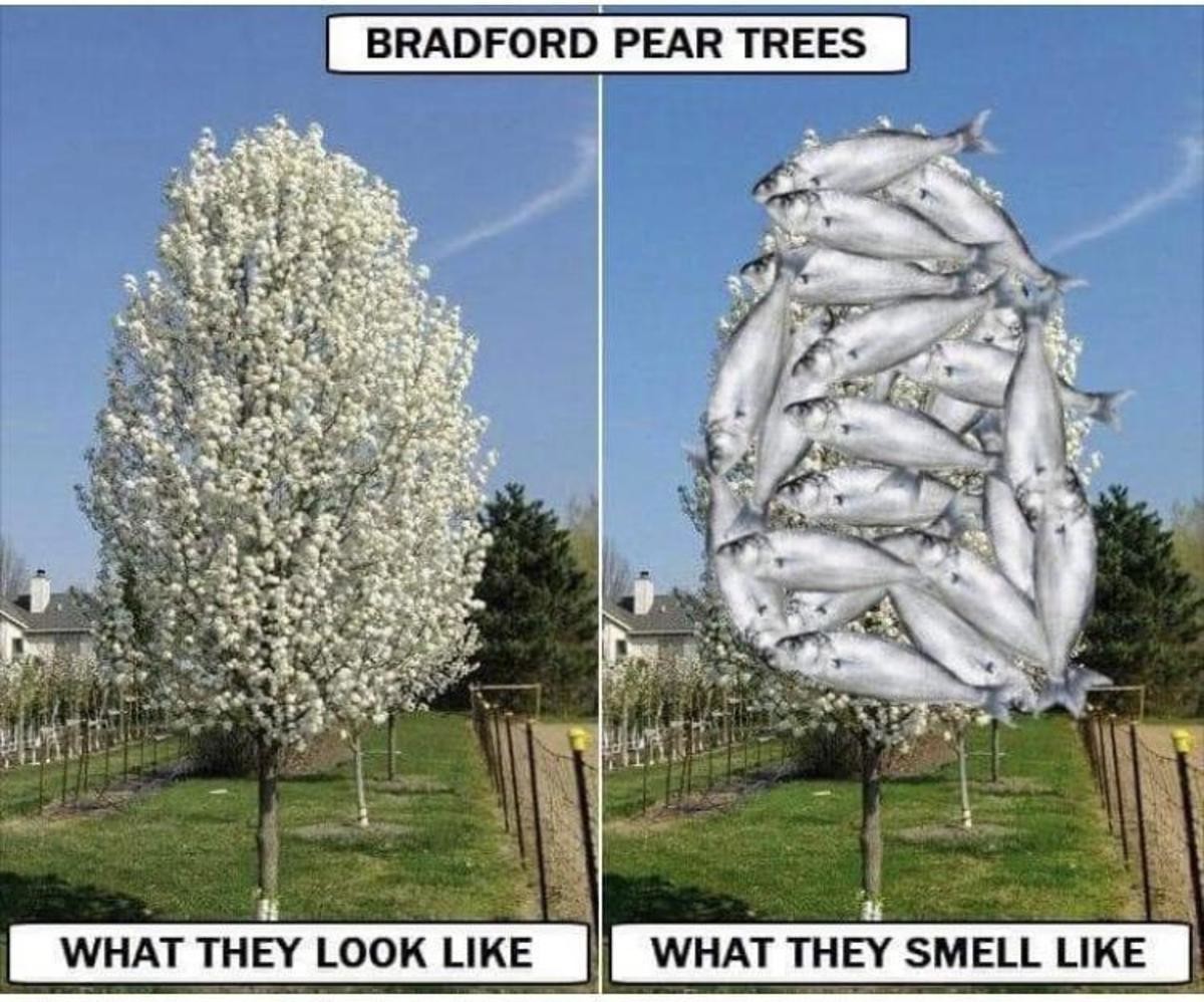 Мемы с деревом