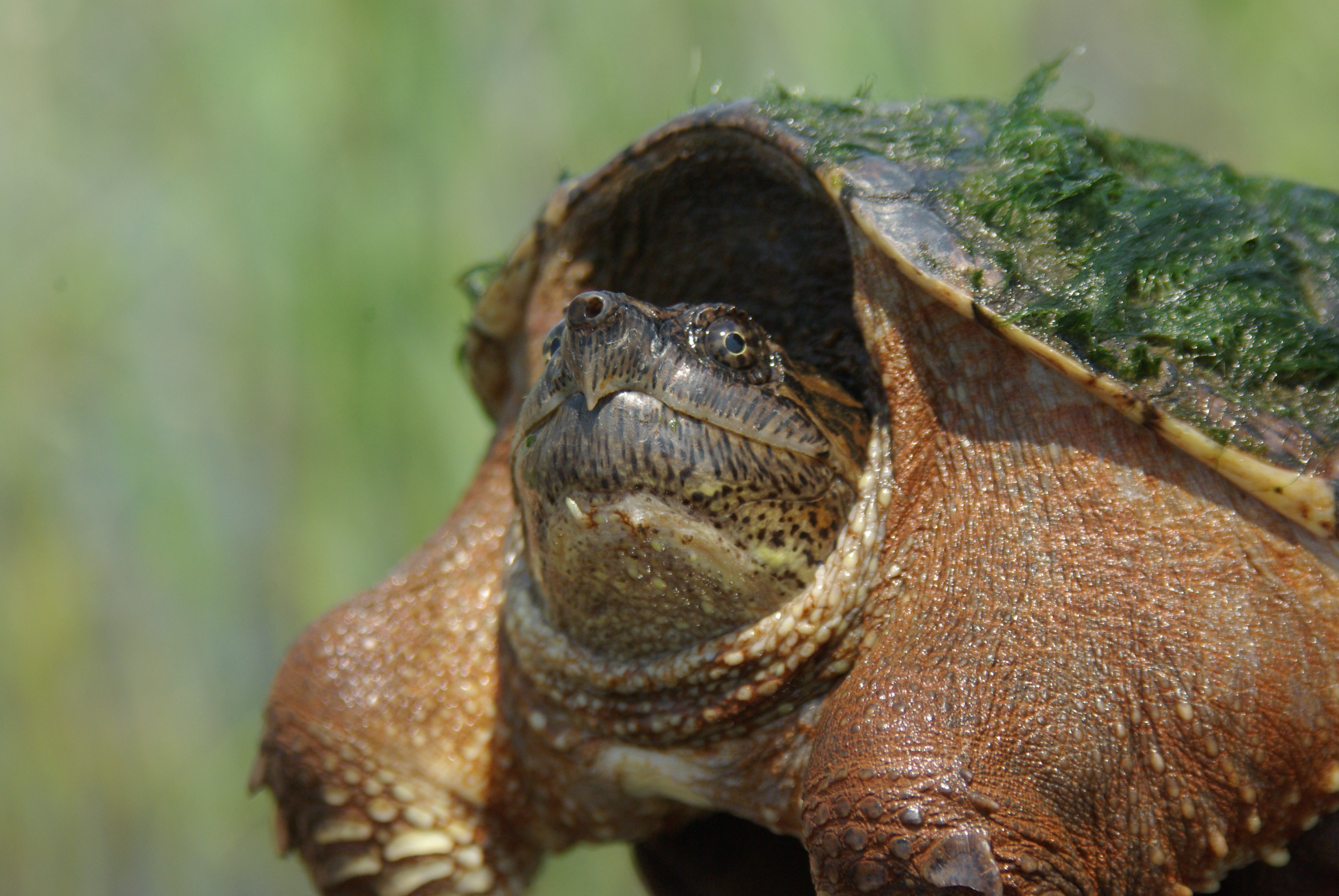 Tortoise перевод