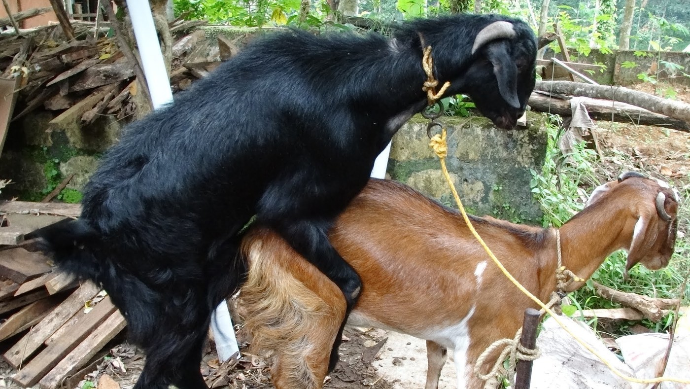 Man Has Sex With Goat