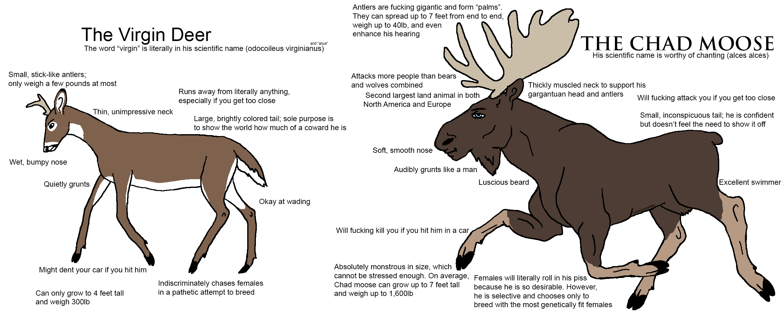 Virgin deer VS Chad moose.