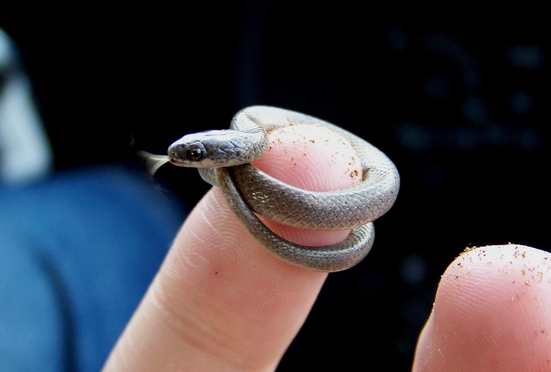 Tiny Snek.