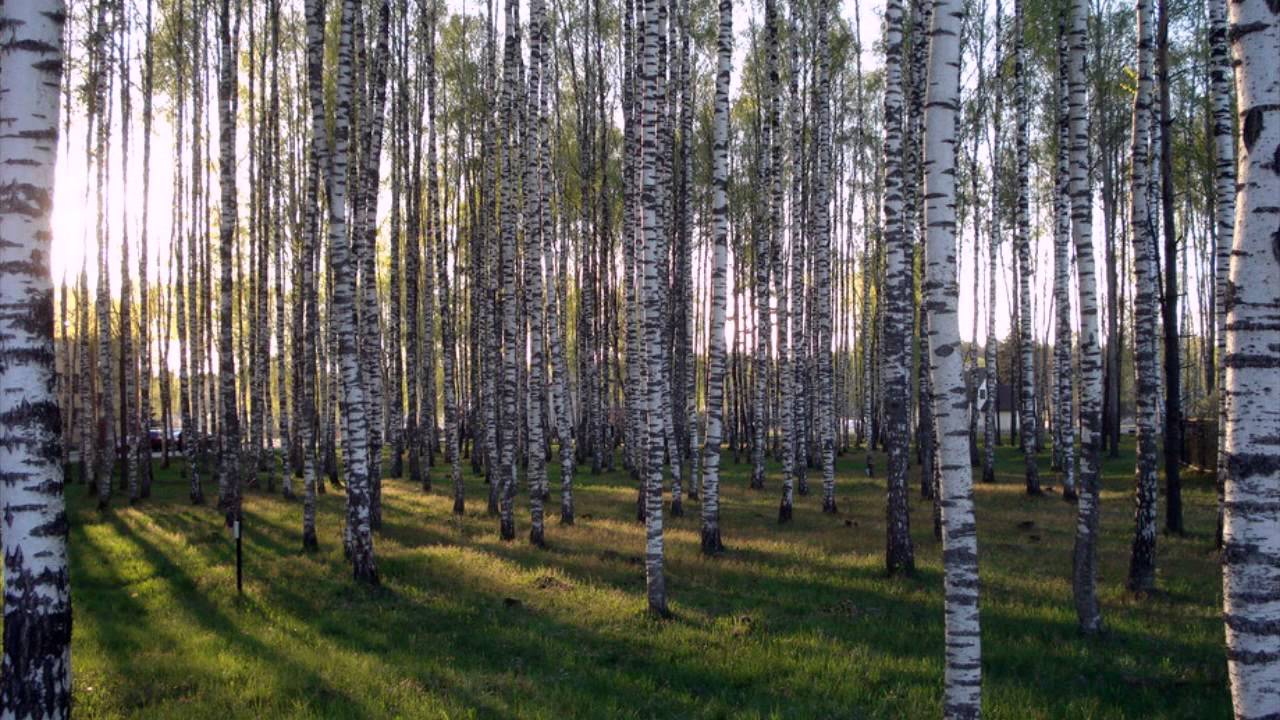 Березовая роща одним словом. Весенний березовый лес. Березы Латвия. Березовый лес весной. Весна в березовой роще.