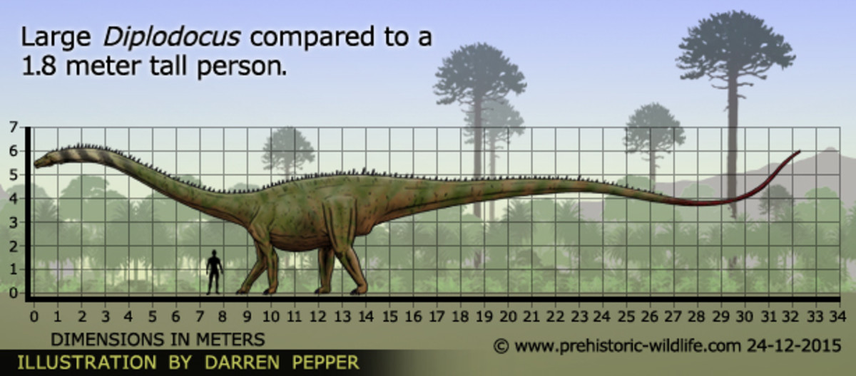 Метры по сравнению с человеком. Диплодок динозавр рост. Диплодок динозавр размер. Тираннозавр и Диплодок. Диплодок динозавр вес и рост.