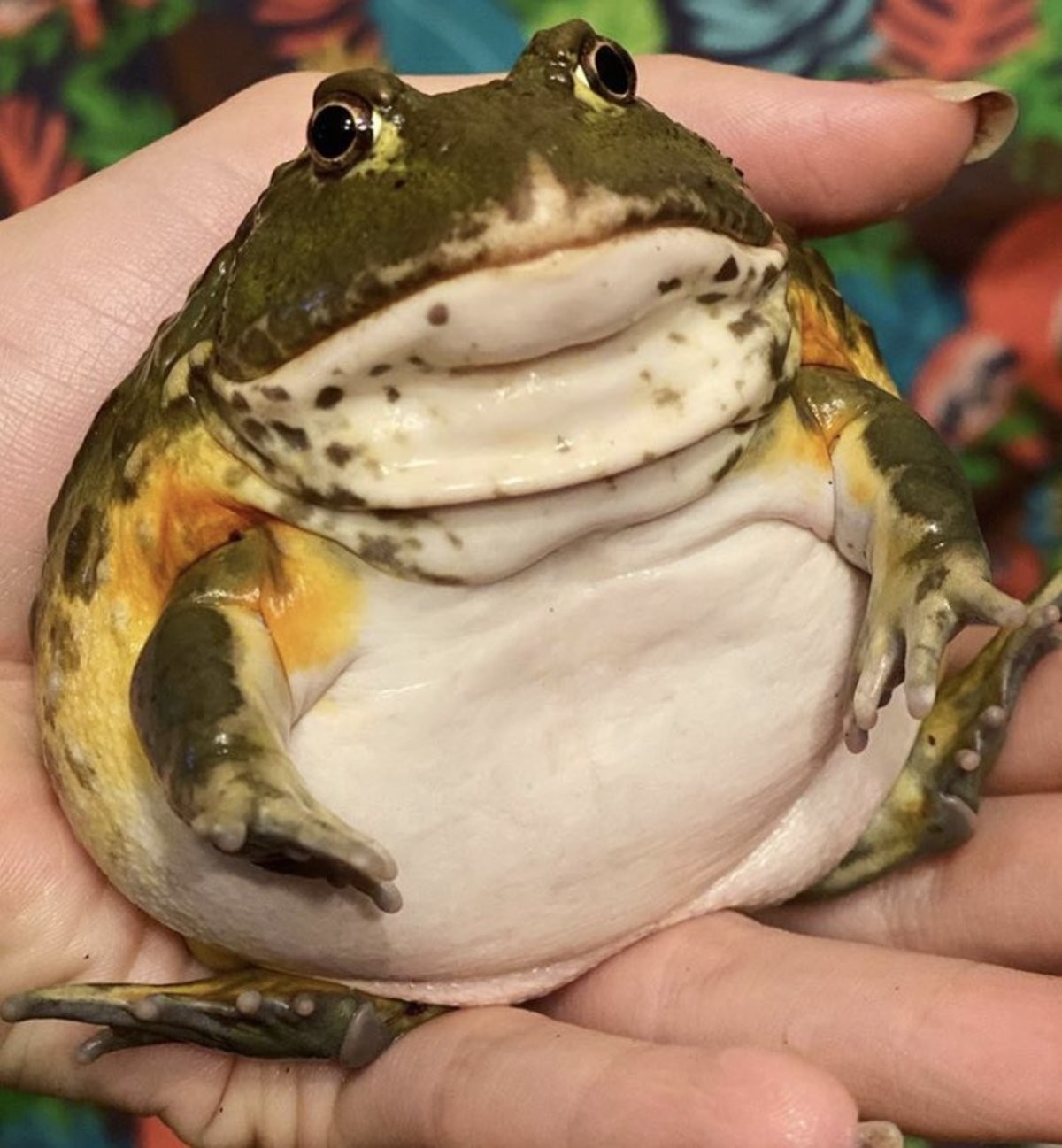 Круглая жаба