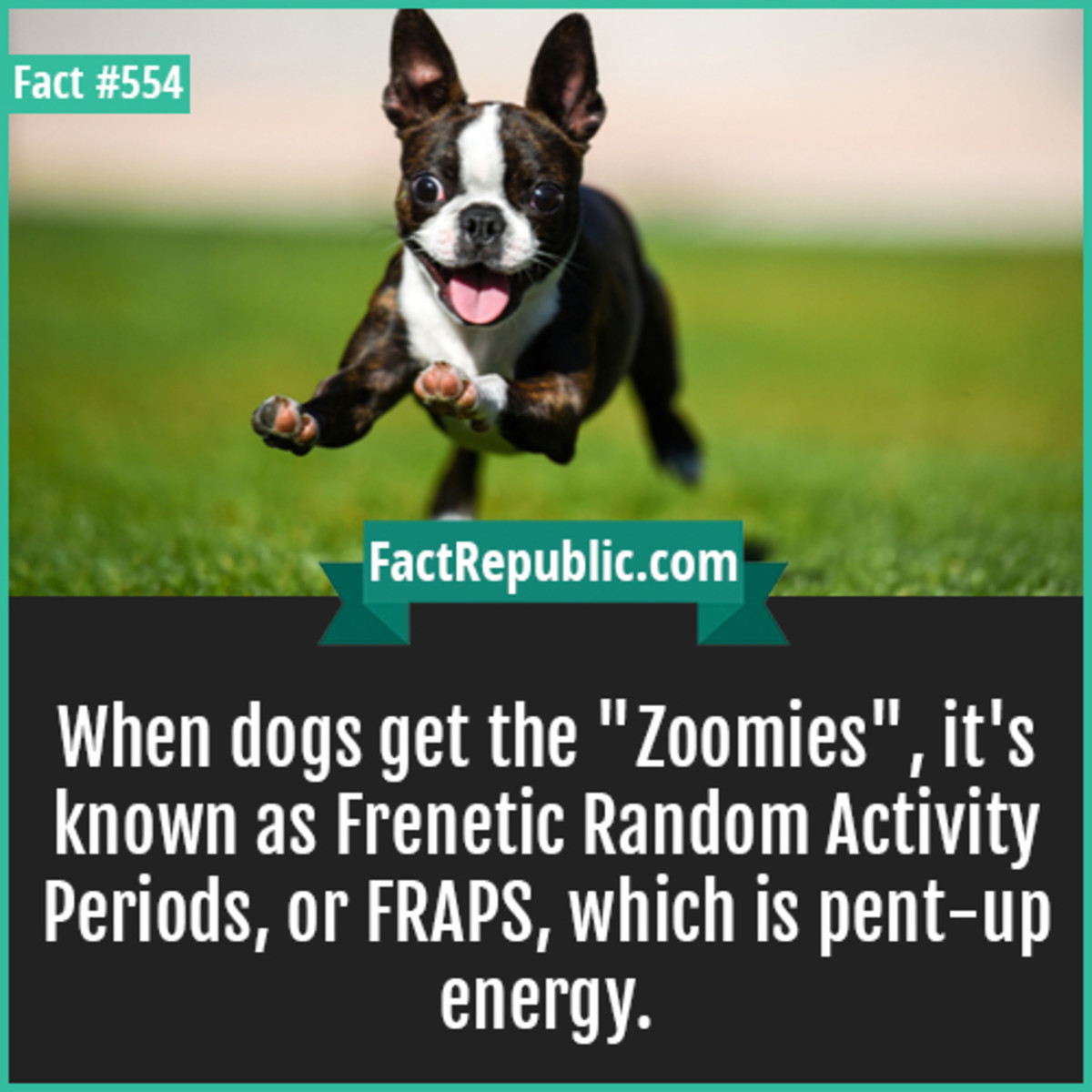 When the dog. Frenetic Random activity periods. Then after the fact getting a Dog. Getting Zoomies. Life previously, then after the fact getting a Dog.