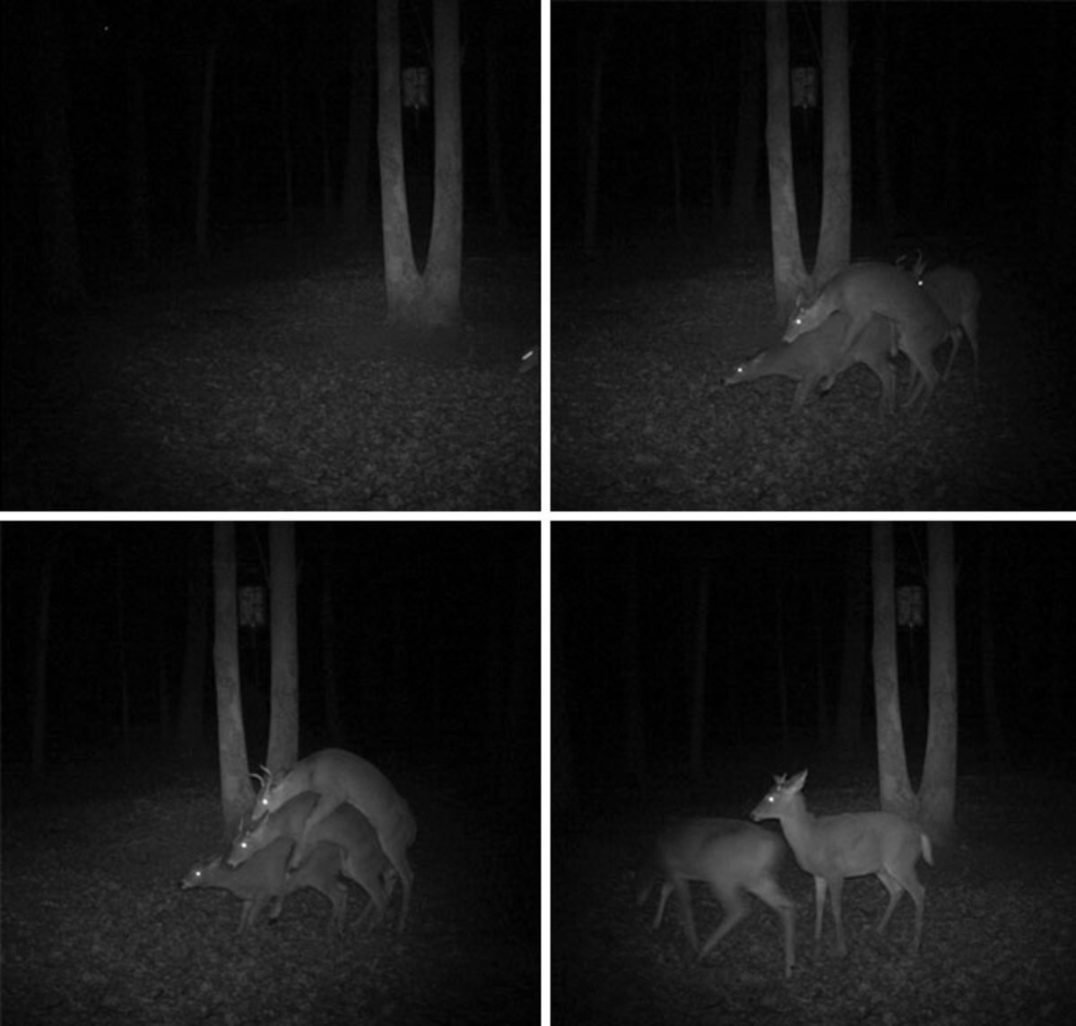 Фотоловушка ночью. Страшные снимки с фотоловушек. Странные существа в лесу ночью. Страшные существа ночью. Животные ночью в лесу.