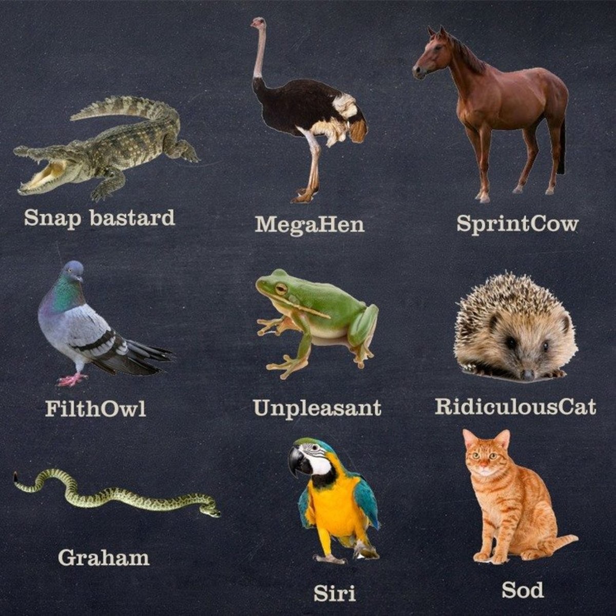 ANIMAL NAMES