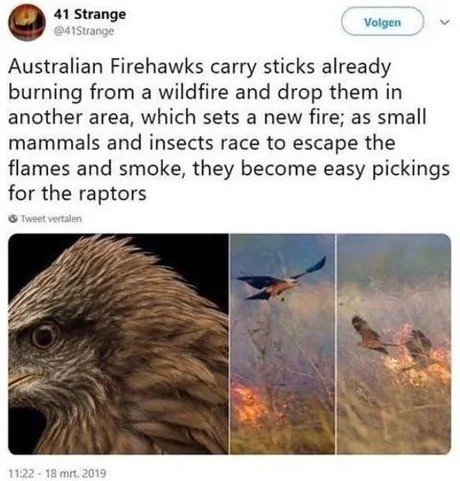 Ideelt brænde analogi Australian Fire hawk"