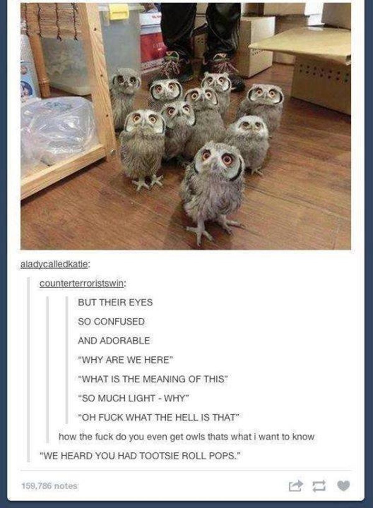 Owl feet meme