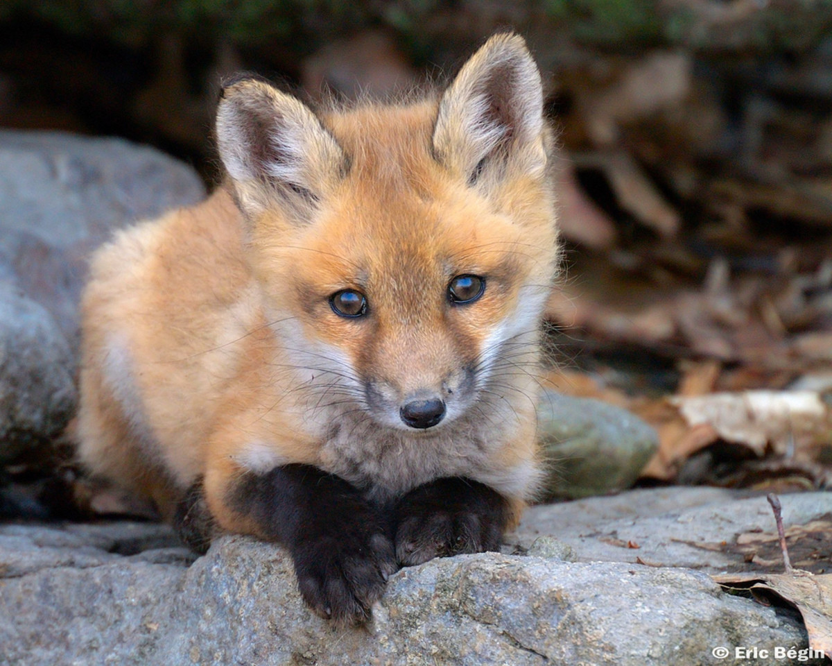 Baby fox фото